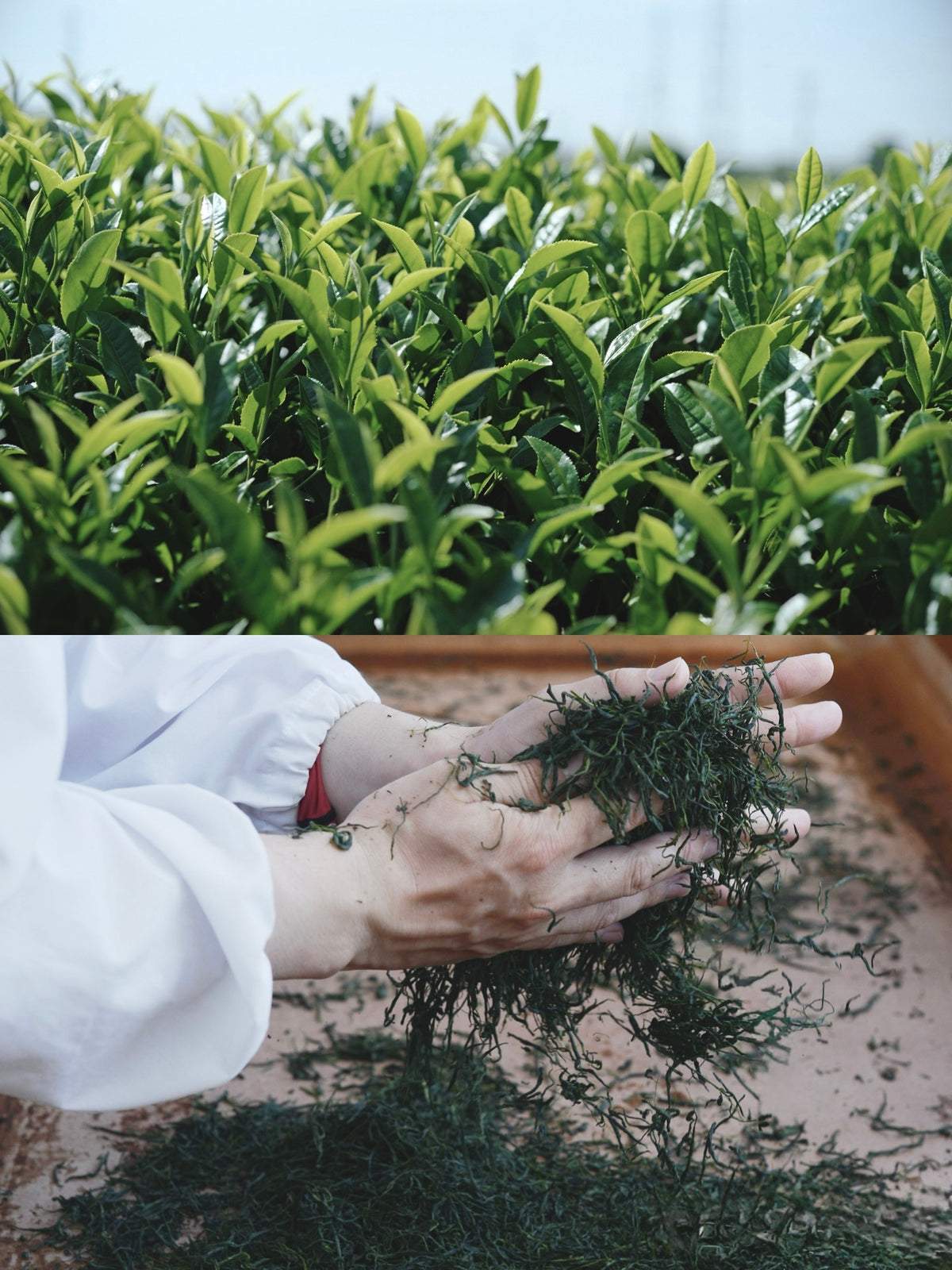 茶會 | Japanese Tea & Chinese Tea Gatherings  -Kanako Yoshida Solo Exhibition-